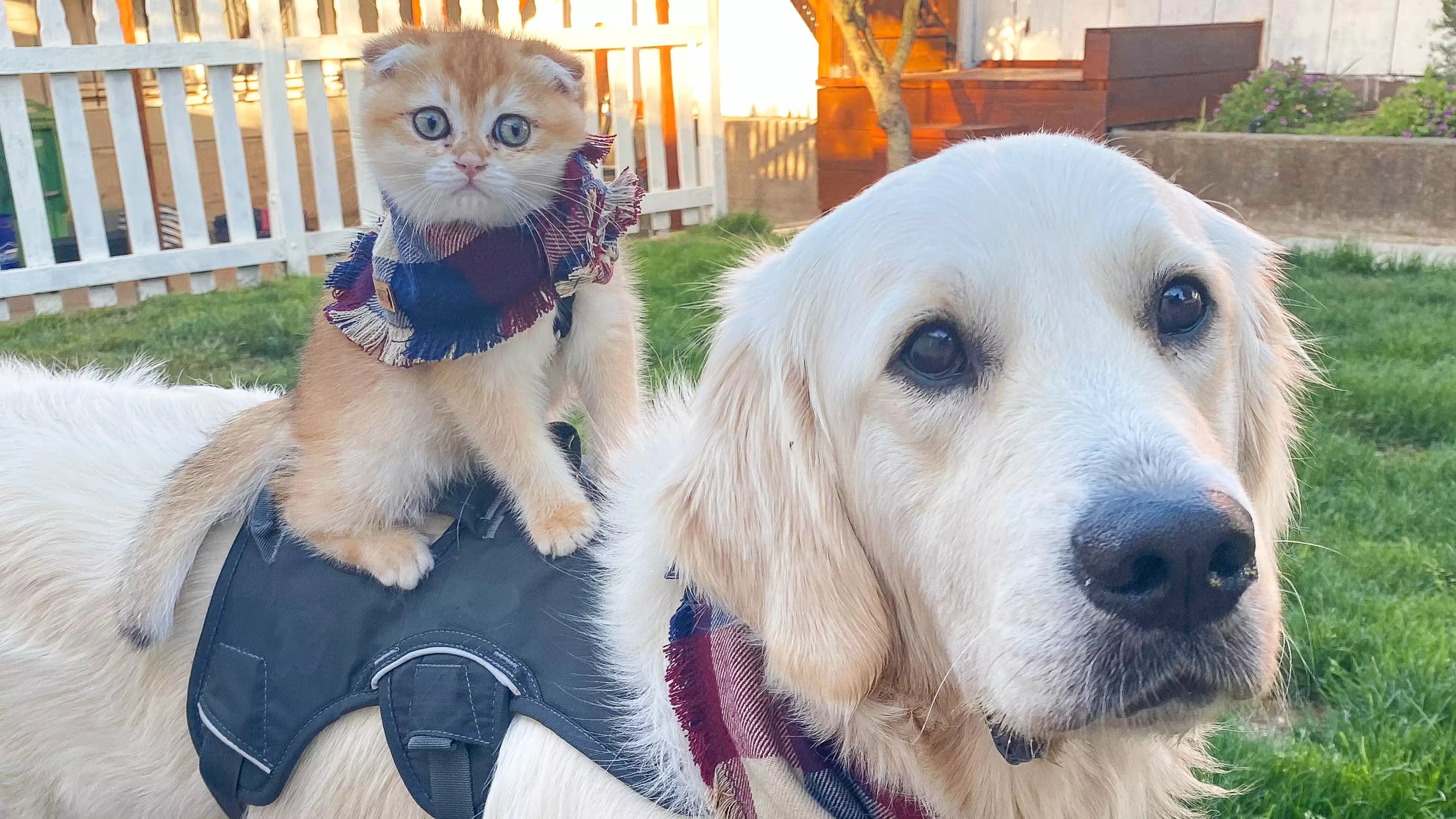 A Golden Retriever Strikes Up Adorable Bond With Six-Month Old Kitten