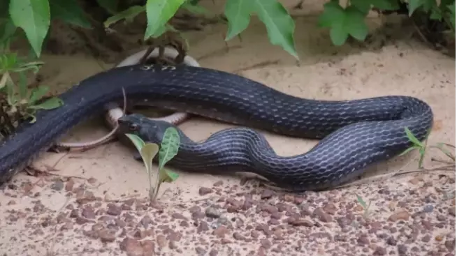 Man Films As Snake Regurgitates Another Live Snake