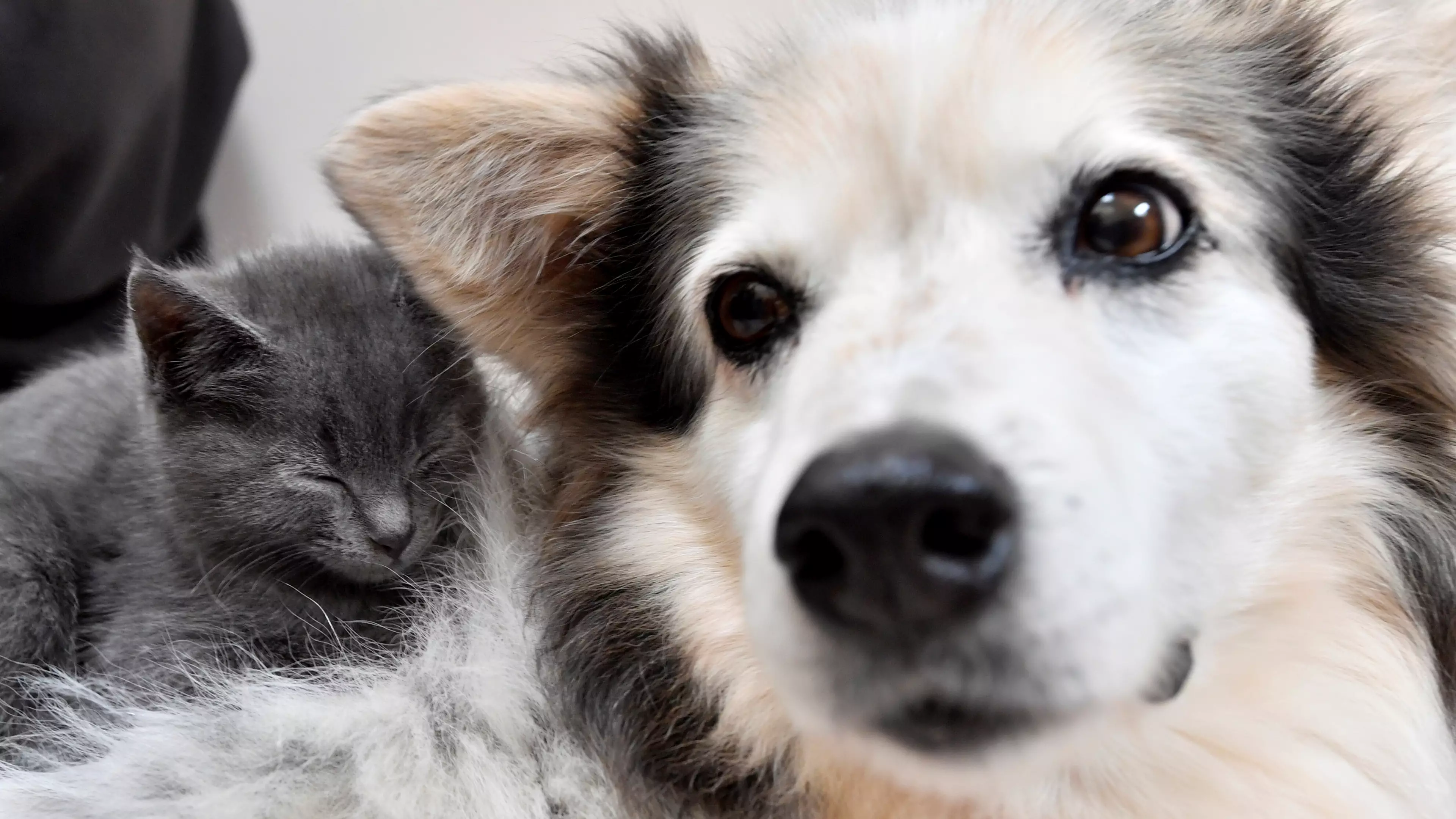 Border Collie Becomes Surrogate Mum To Litter Of Kittens