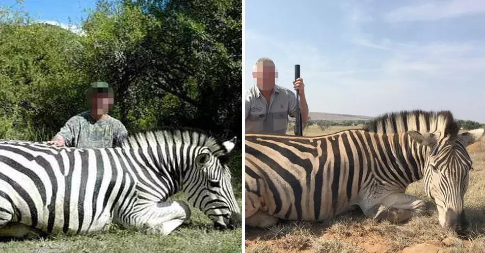 British Trophy Hunters Pose with Vulnerable Zebras They’ve Killed For Fun 