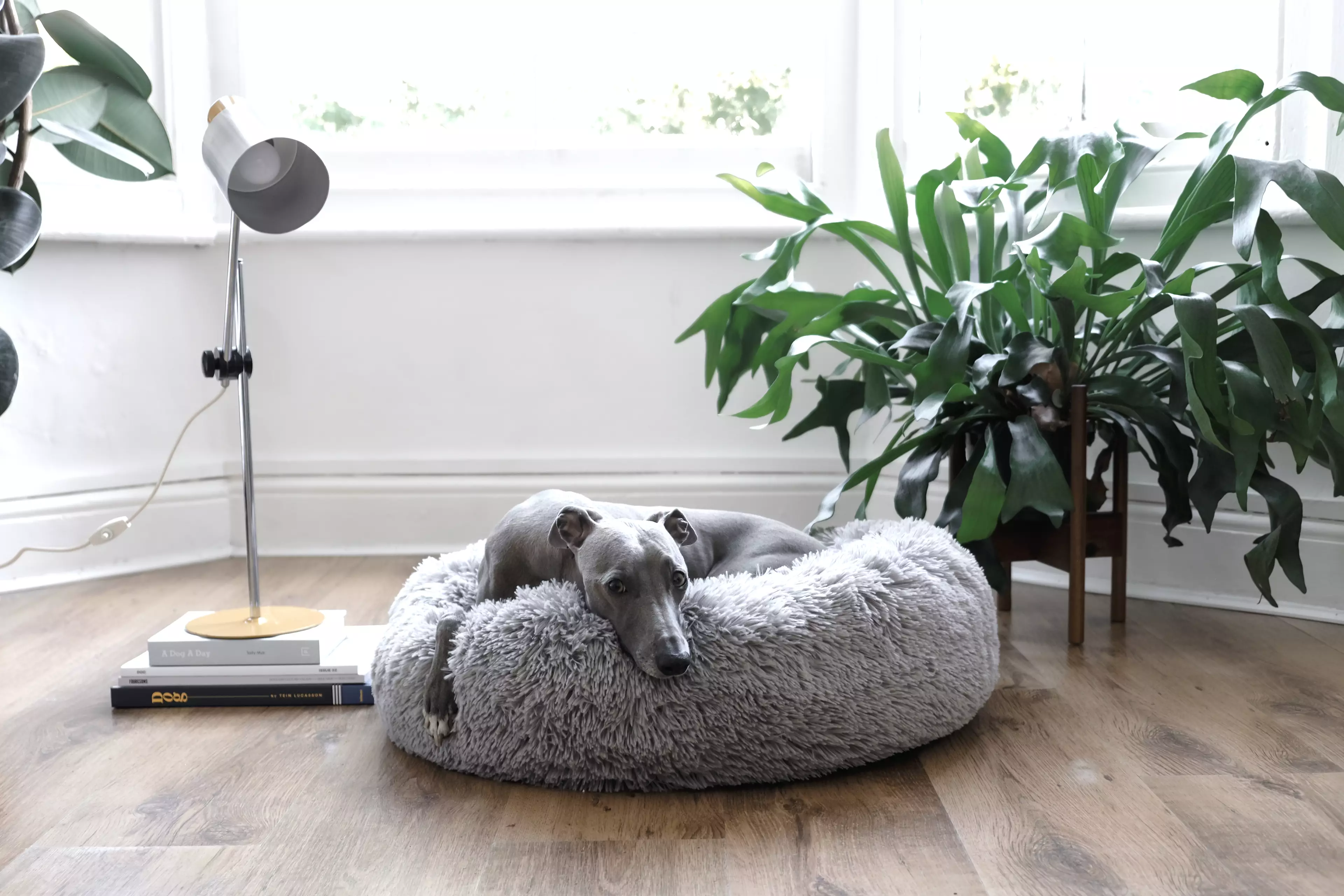 Lloyd also tested a fleecy dog bed (