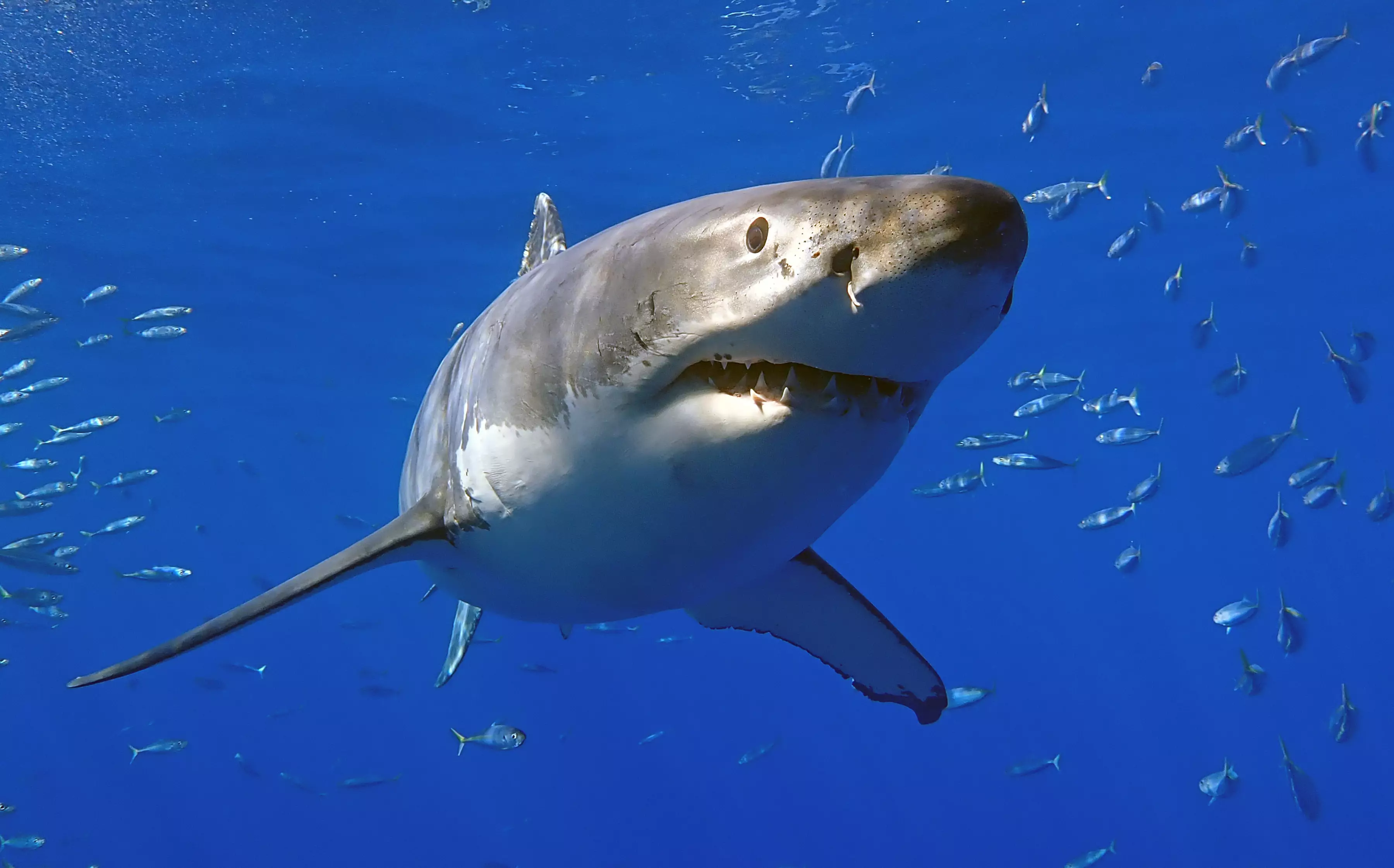 Three people were attacked by sharks withing 24 hours last weekend.