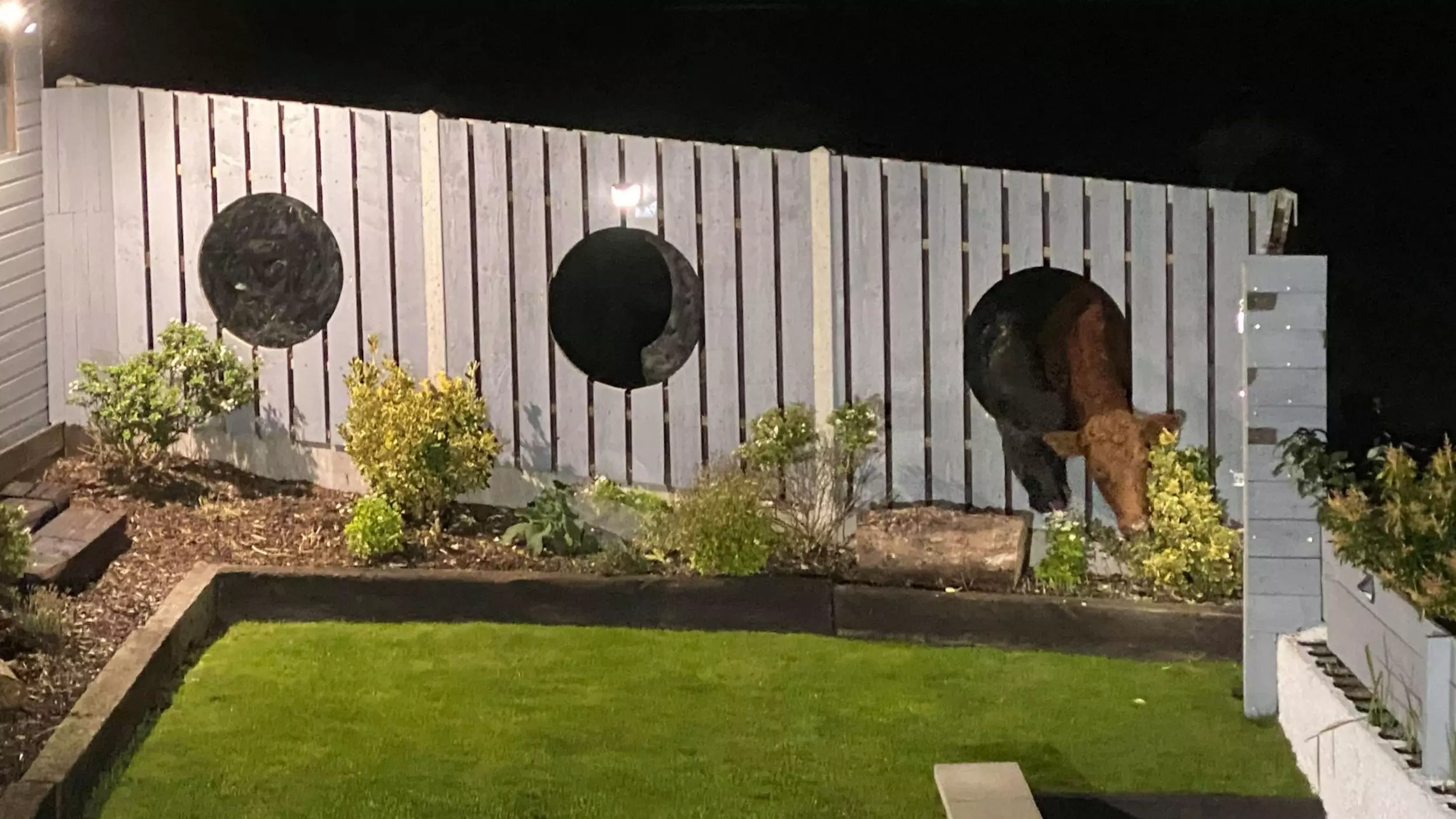 Cows Break Through Dad's Garden Fence Windows To Munch On His Plants