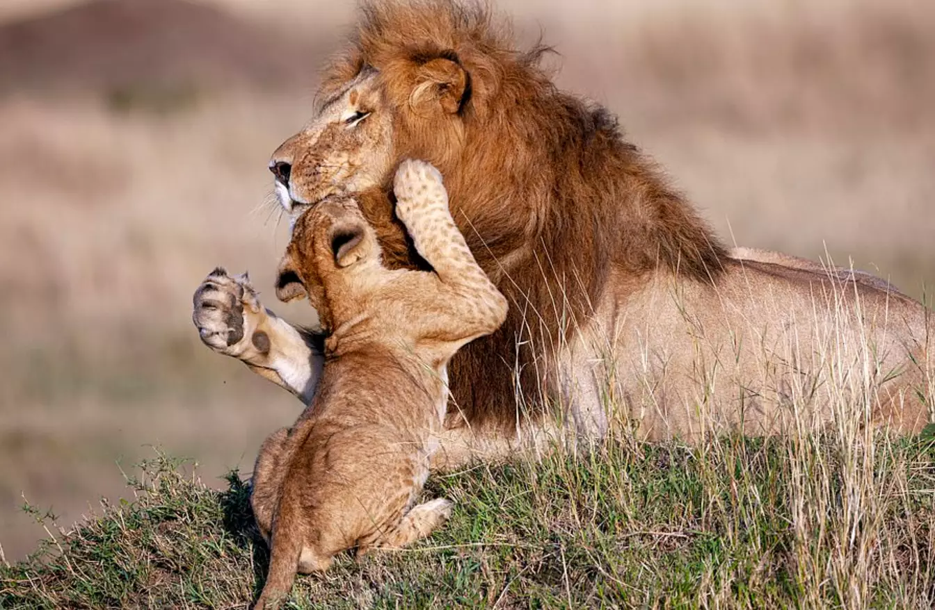 Anyone else wanna cuddle a big friendly lion?