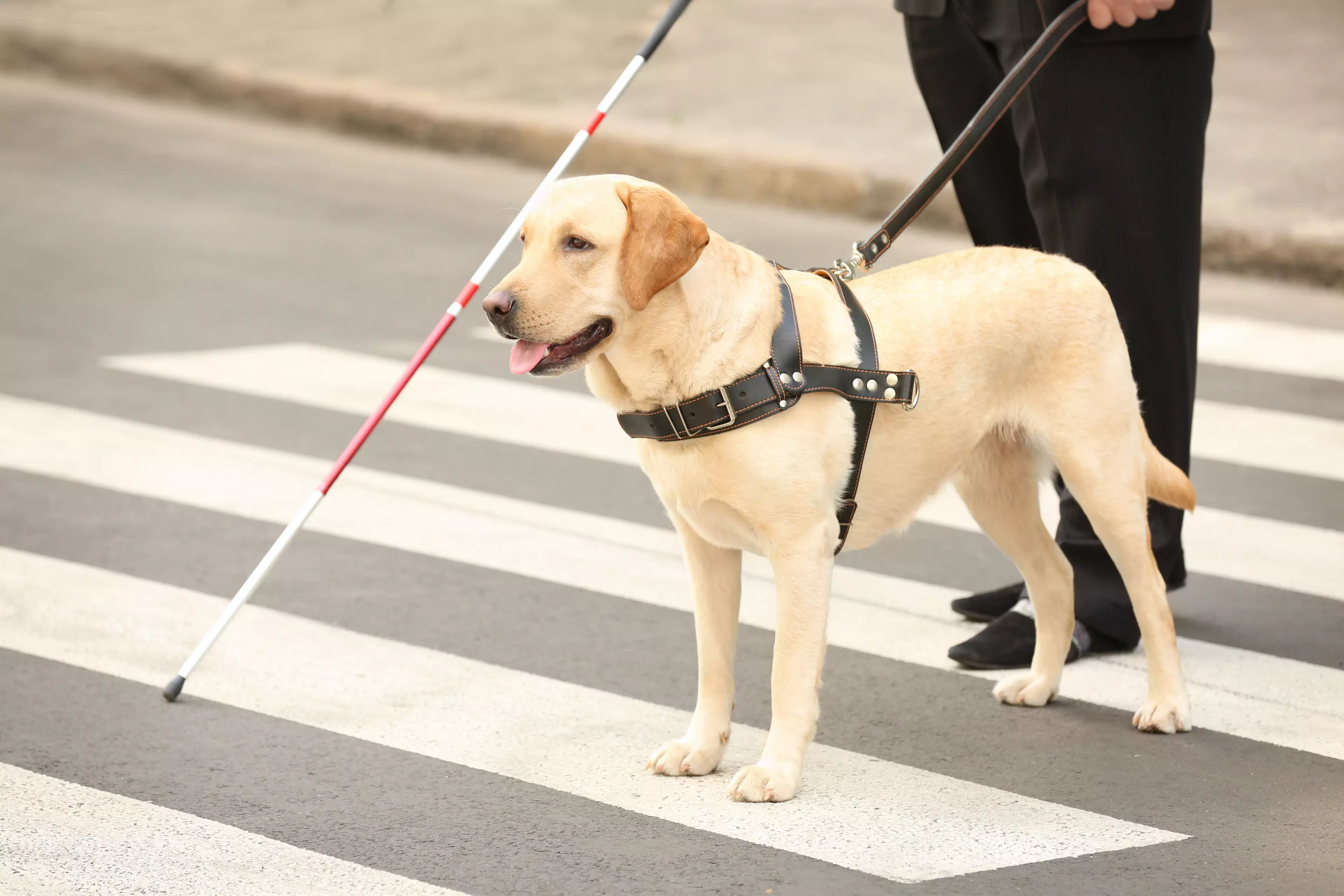 Stock image of guide dog.