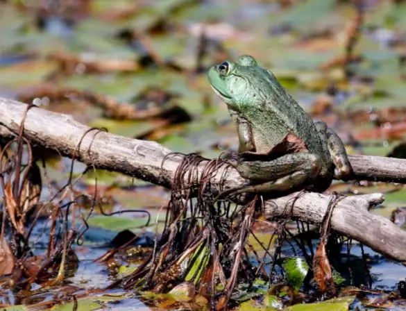 Everybody's Talking About This Frog Because Of Its 'Giant Penis'