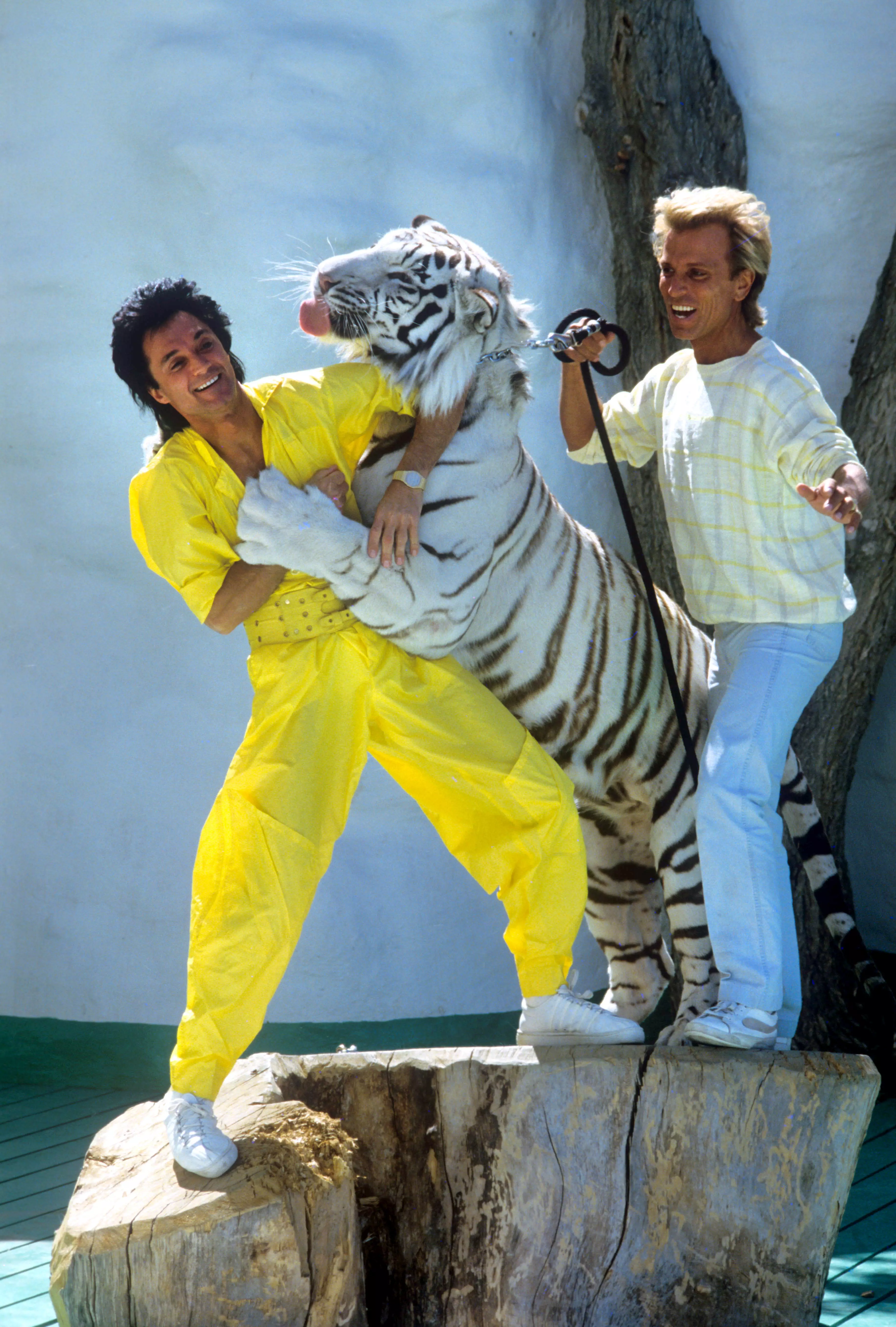Roy Horn (left) and Siegfried Fischbacher (right) ran a successful tiger entertainment show in Vegas in the 90s (