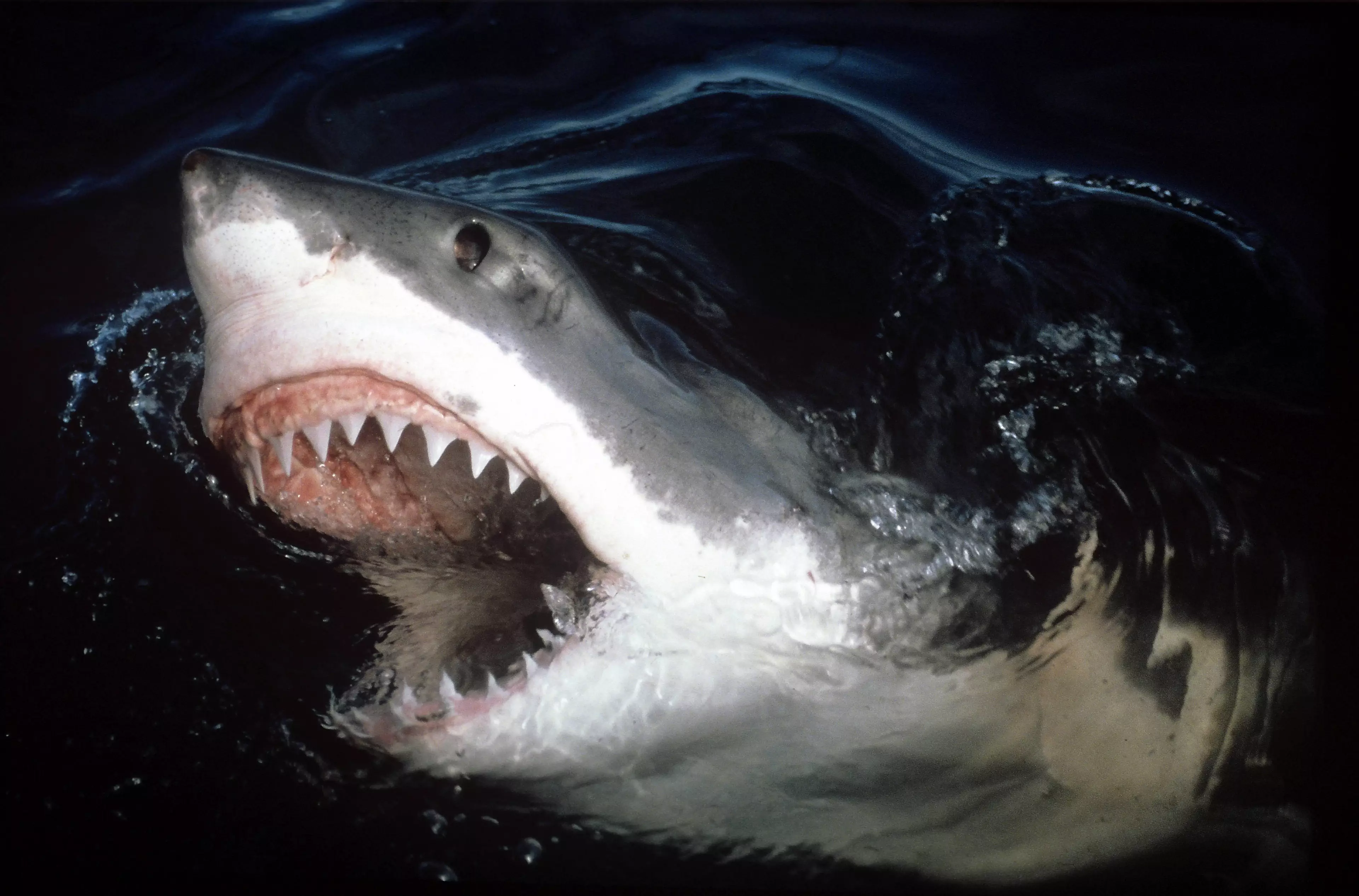 The UK Could Become Home To Great White Sharks Very Soon
