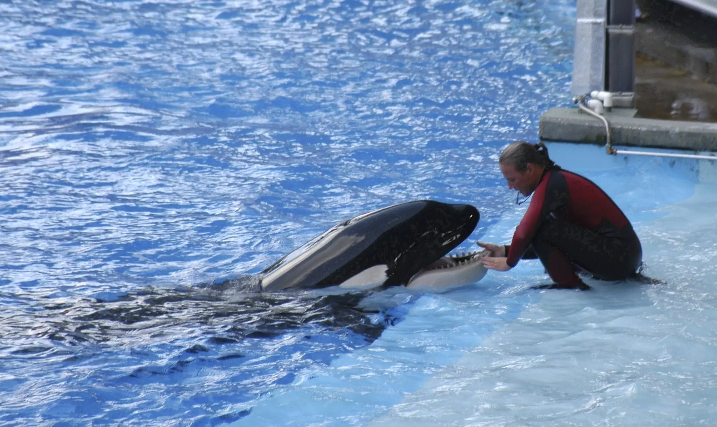 Dawn Brancheau performing with Tilikum before her death in 2010.