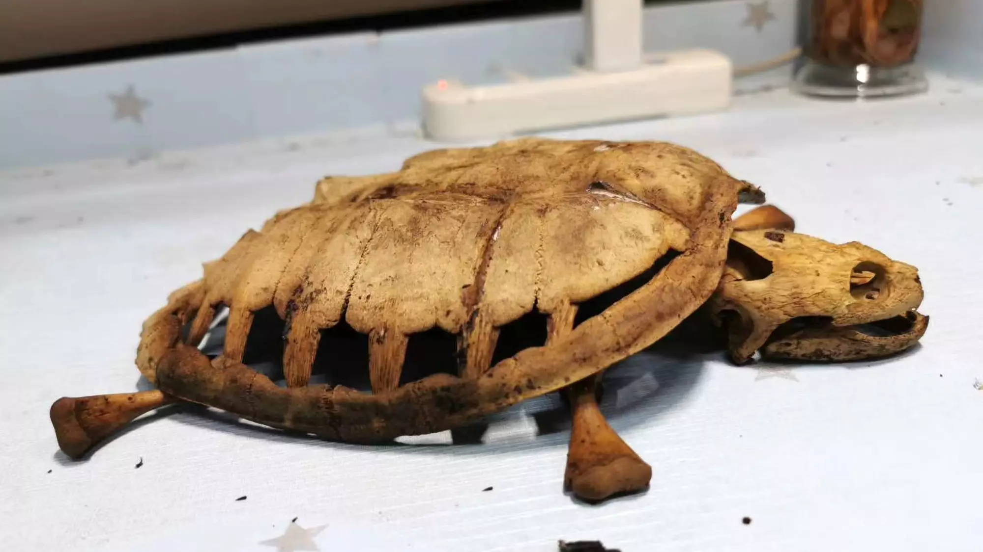 Student Returns To Wuhan Dormitory To Find Skeletal Remains Of Pet Turtle
