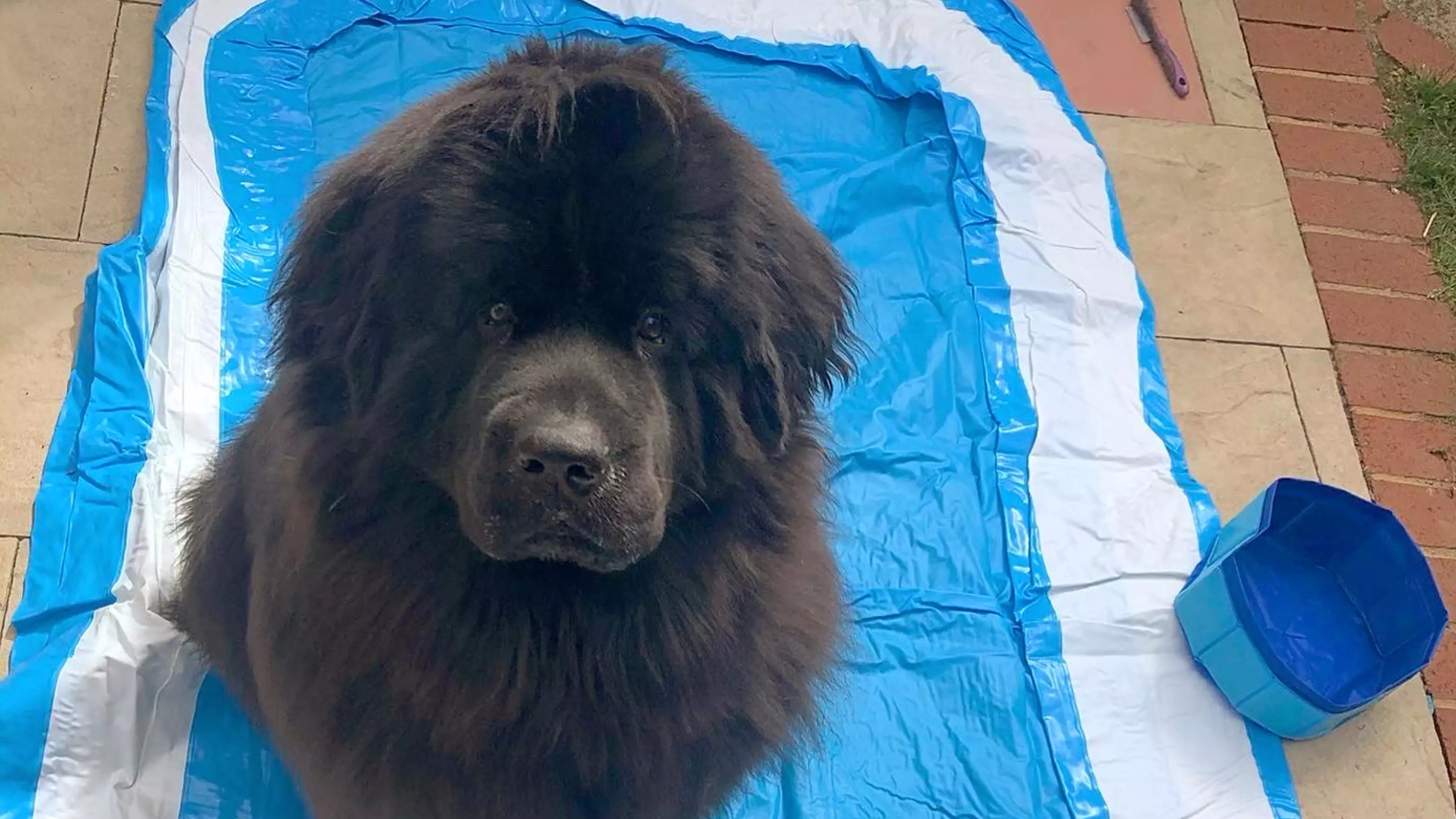 Dog Gutted After 'Pool' Arrives And Is The Size Of Her Water Bowl