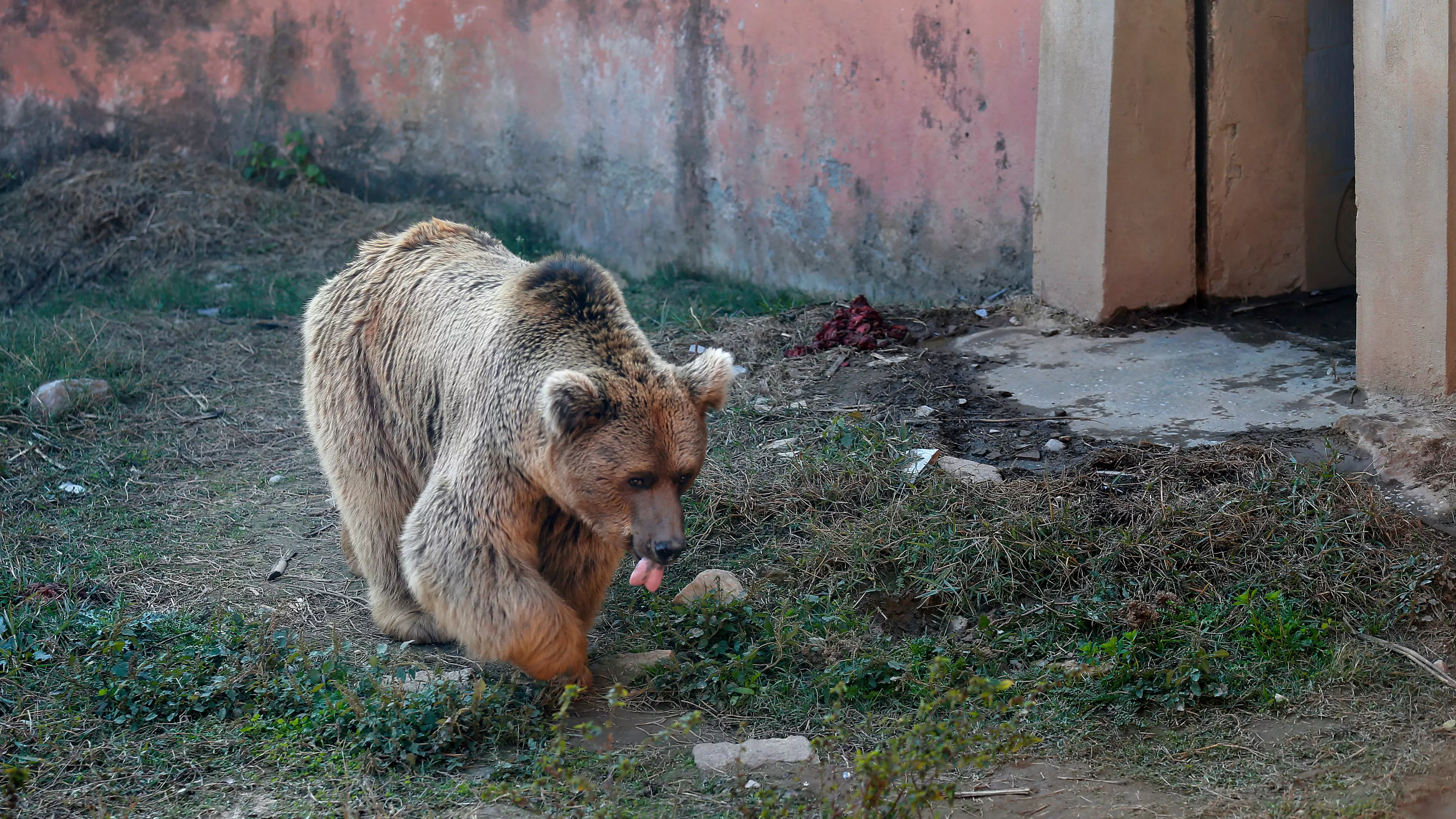 Two Bears Are Last To Leave 'World's Worst Zoo' In Pakistan