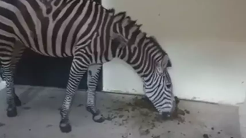 Footage Shows Suffering Zebra 'Eating Its Own Faeces' In Zoo