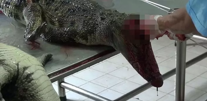 ​Shocking Undercover Film Shows Crocodiles Being Skinned Alive To Make Bags