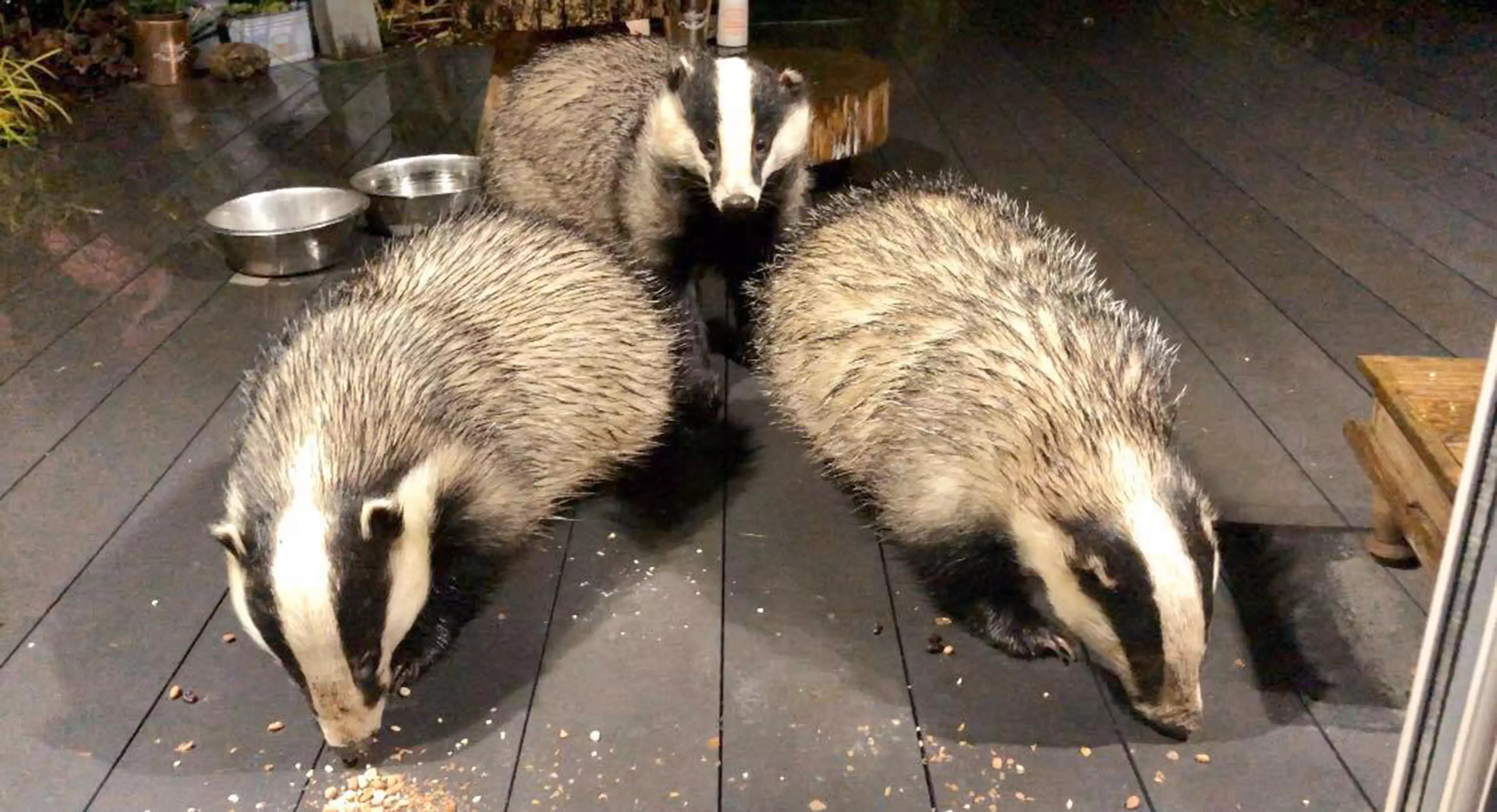 Christine noticed she had badgers living in her garden. (