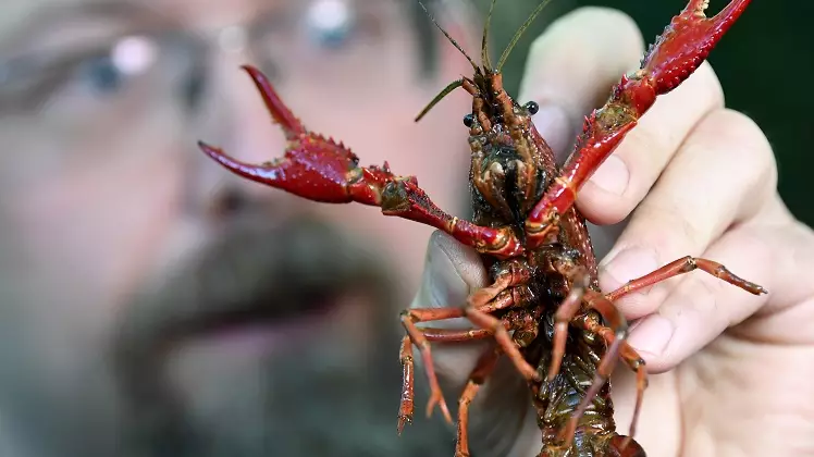 Defiant Crayfish Amputates Its Own Claw To Avoid Being Boiled Alive