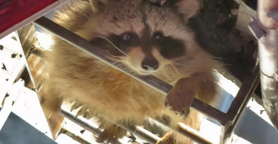 Raccoon Climbs 213-Metre Crane, Gets To The Top And Literally Shits Itself