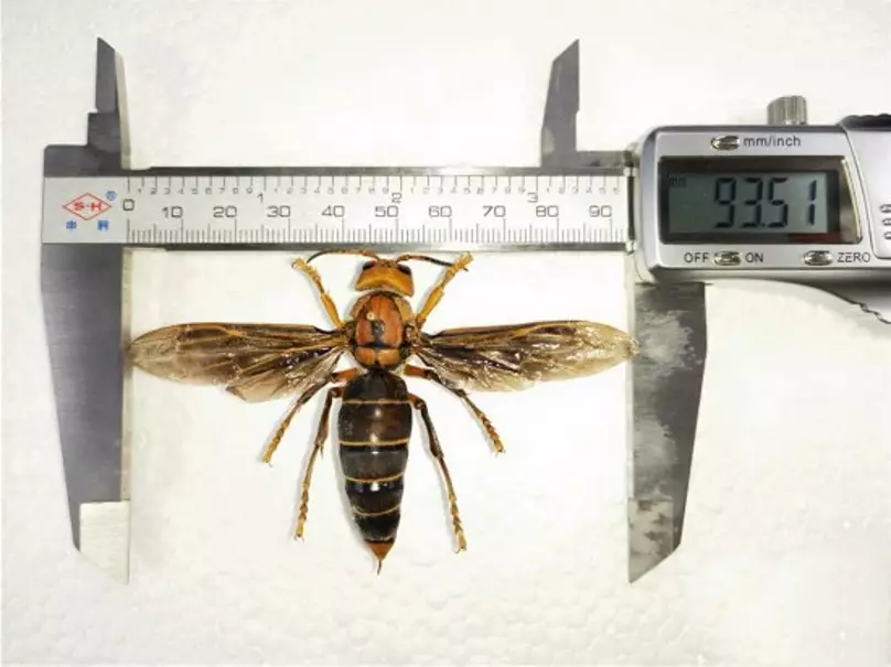 The Godzilla hornet is believed to be the largest wasp in the world.