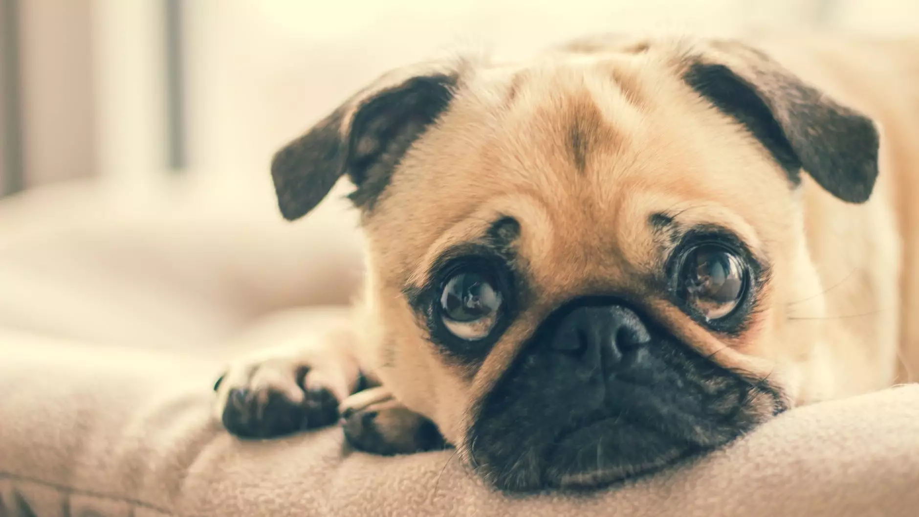 There's A Scientific Reason We Want To 'Eat' Cute Puppies