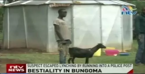 Man Escapes Angry Mob After Allegedly Shagging A Goat