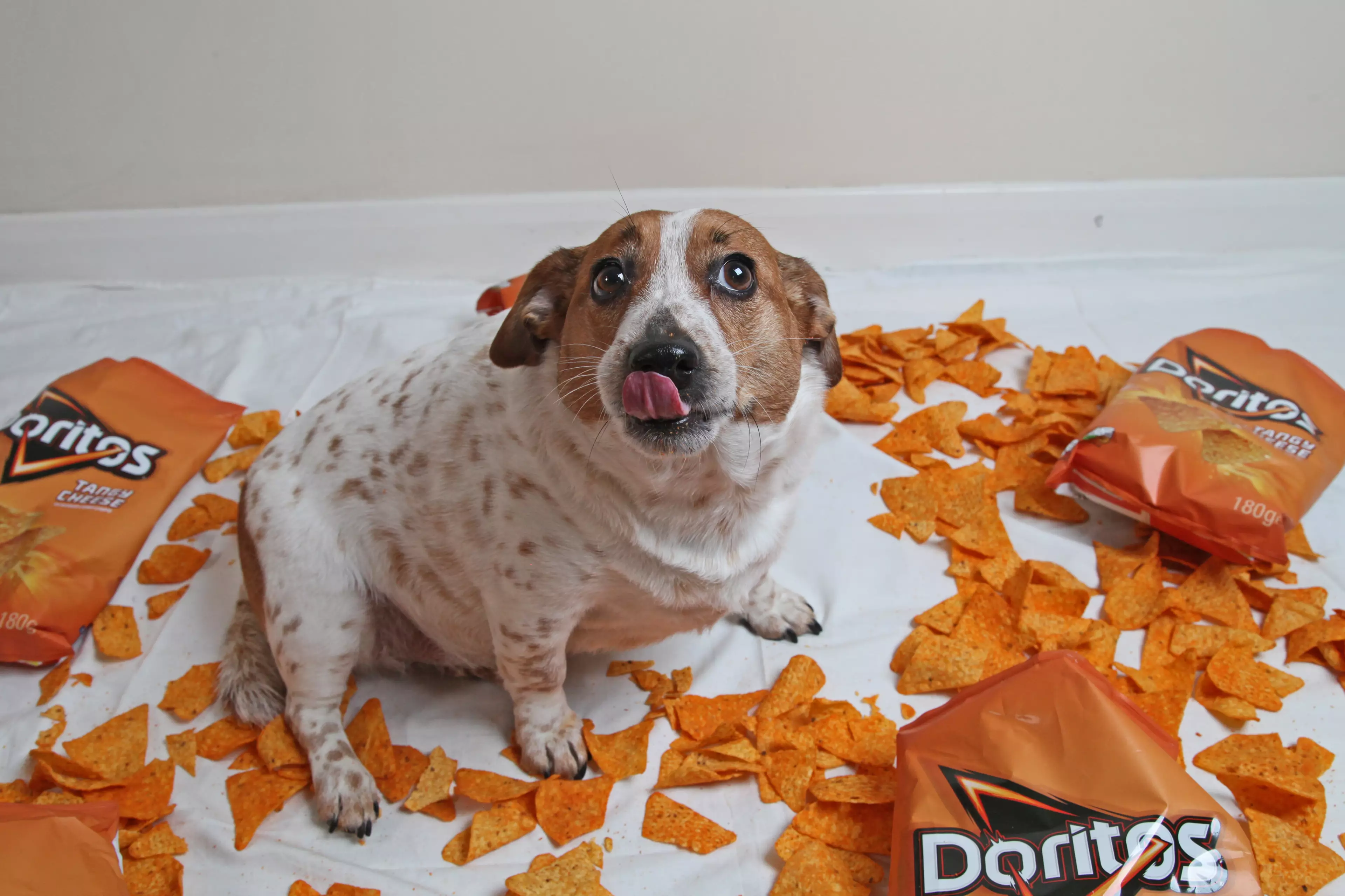 Skylar would gorge on Doritos after her owners and their neighbours couldn't resist feeding her.