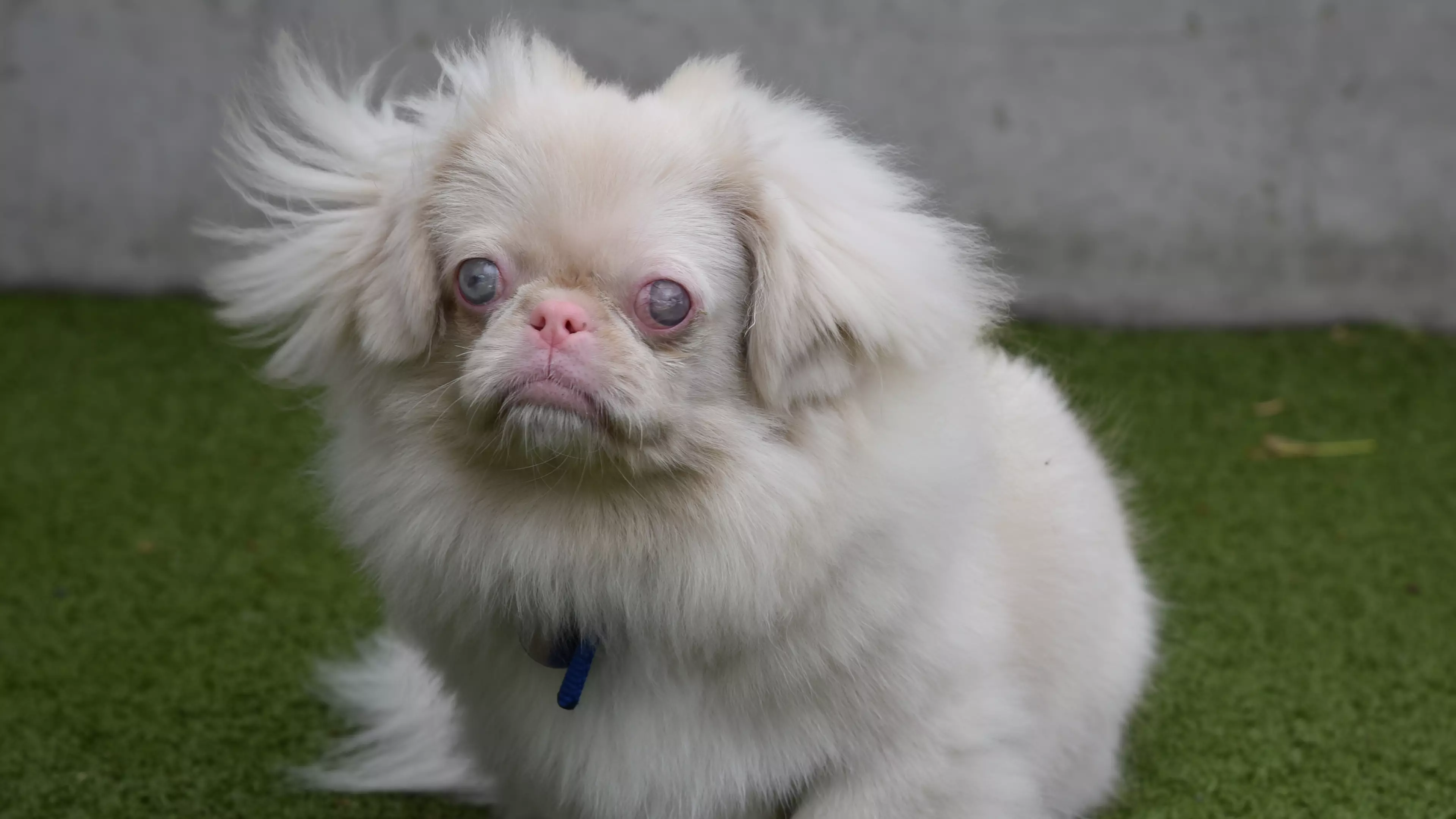 Albino Dog Proves Beauty Is Only Skin Deep On 'For the Love of Dogs'