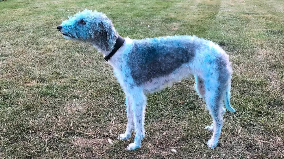 Dog Left Bright Blue For Days After Rolling Around In Paint 