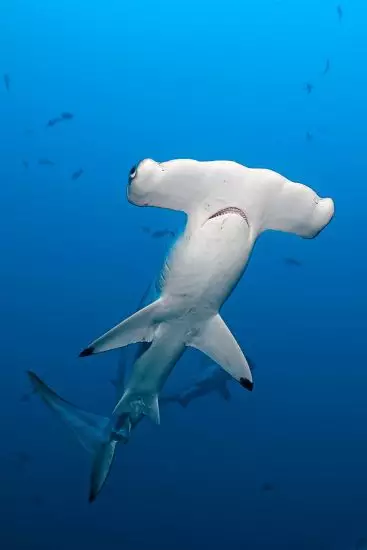 A hammerhead shark.