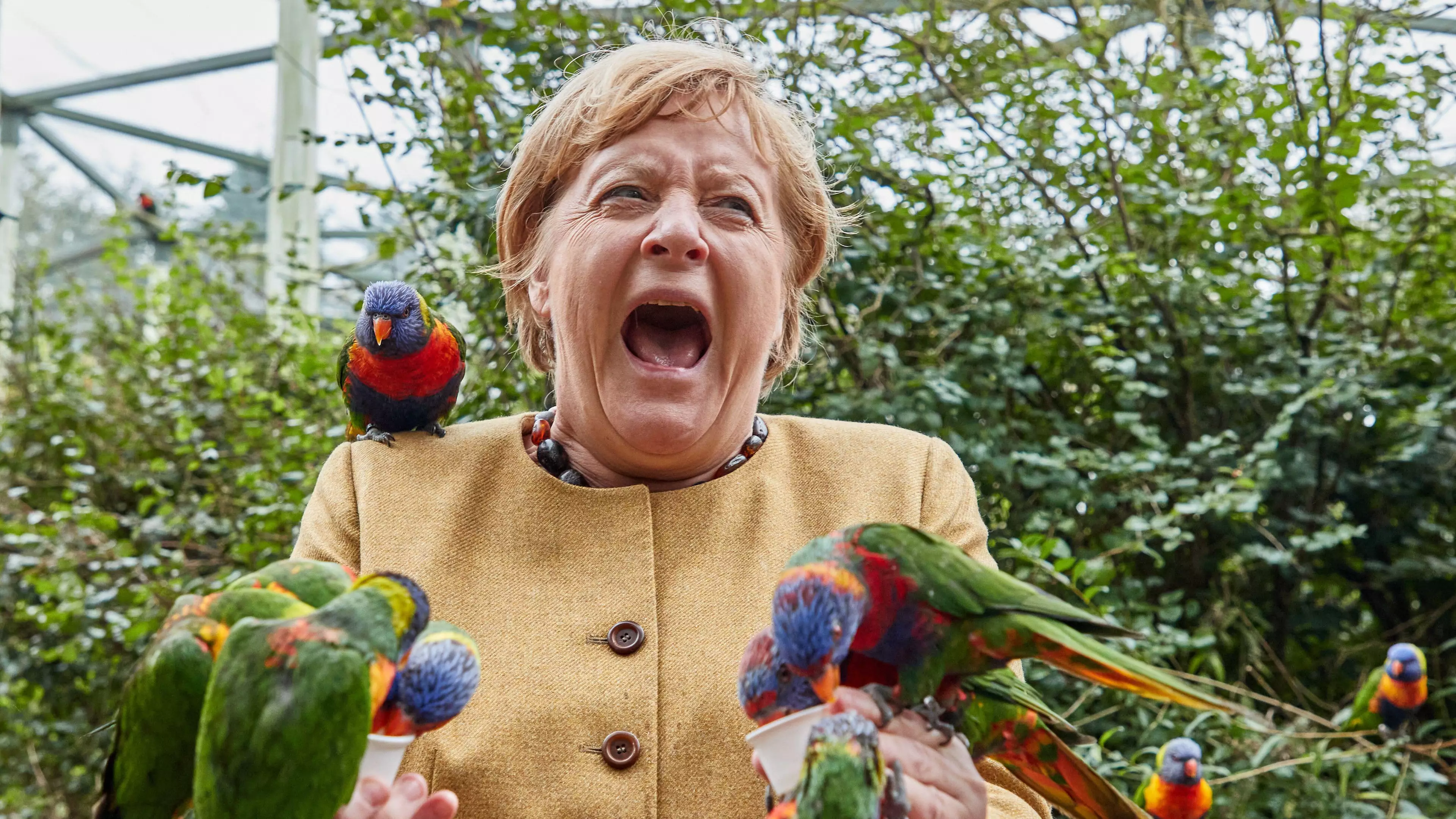 German Chancellor Angela Merkel Did Not Have A Fun Time With Australian Lorikeets