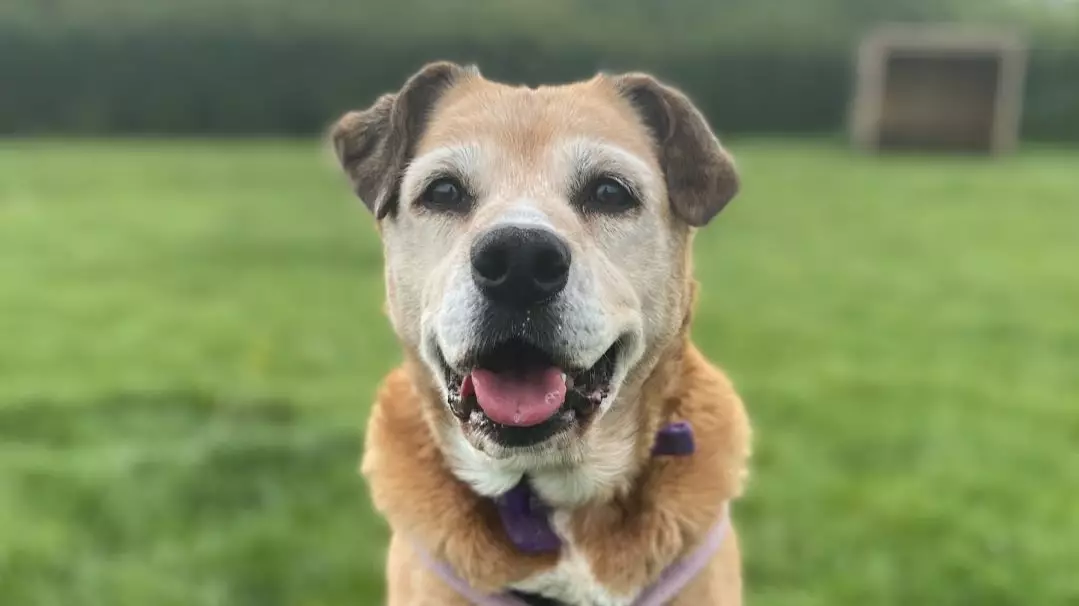 Dogs Trust's ‘Loneliest Dog’ Molly Looking For Forever Home After Spending 11 Years In Kennels