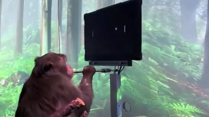 Elon Musk's Neuralink Shares Video Of Macaque Playing Ping Pong With Its Mind