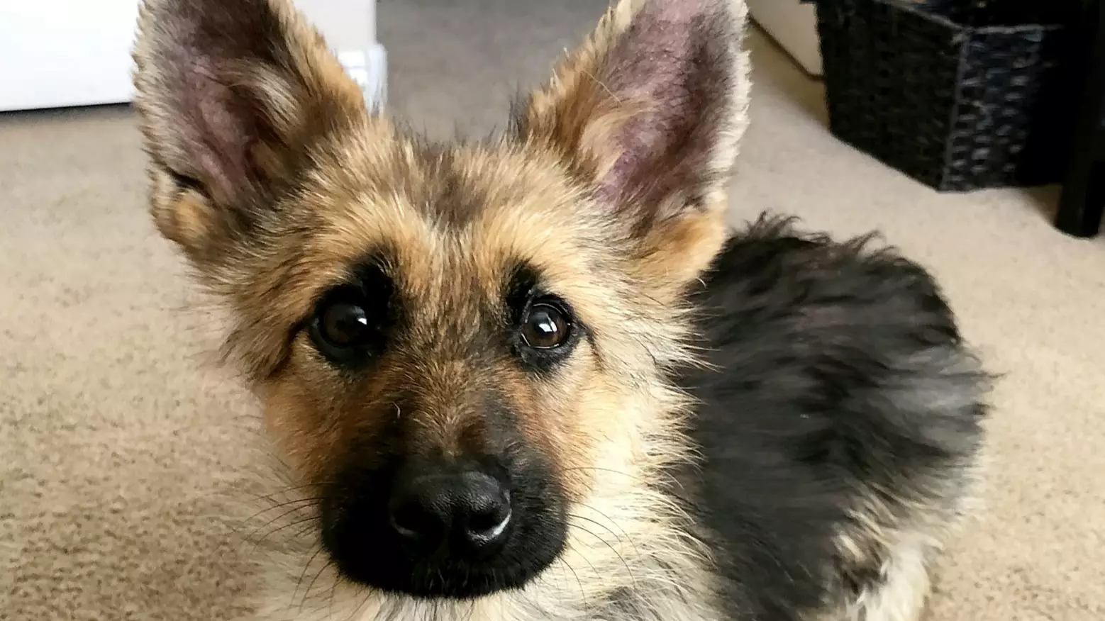 Adult German Shepherd With Rare Condition Looks Like Puppy 