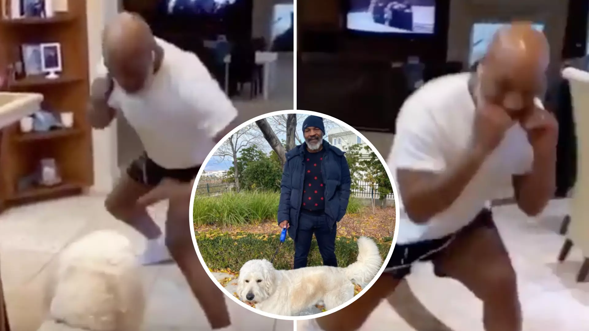 53-Year-Old Mike Tyson Shows Frightening Speed And Boxing Skills As He Spars With His Dog