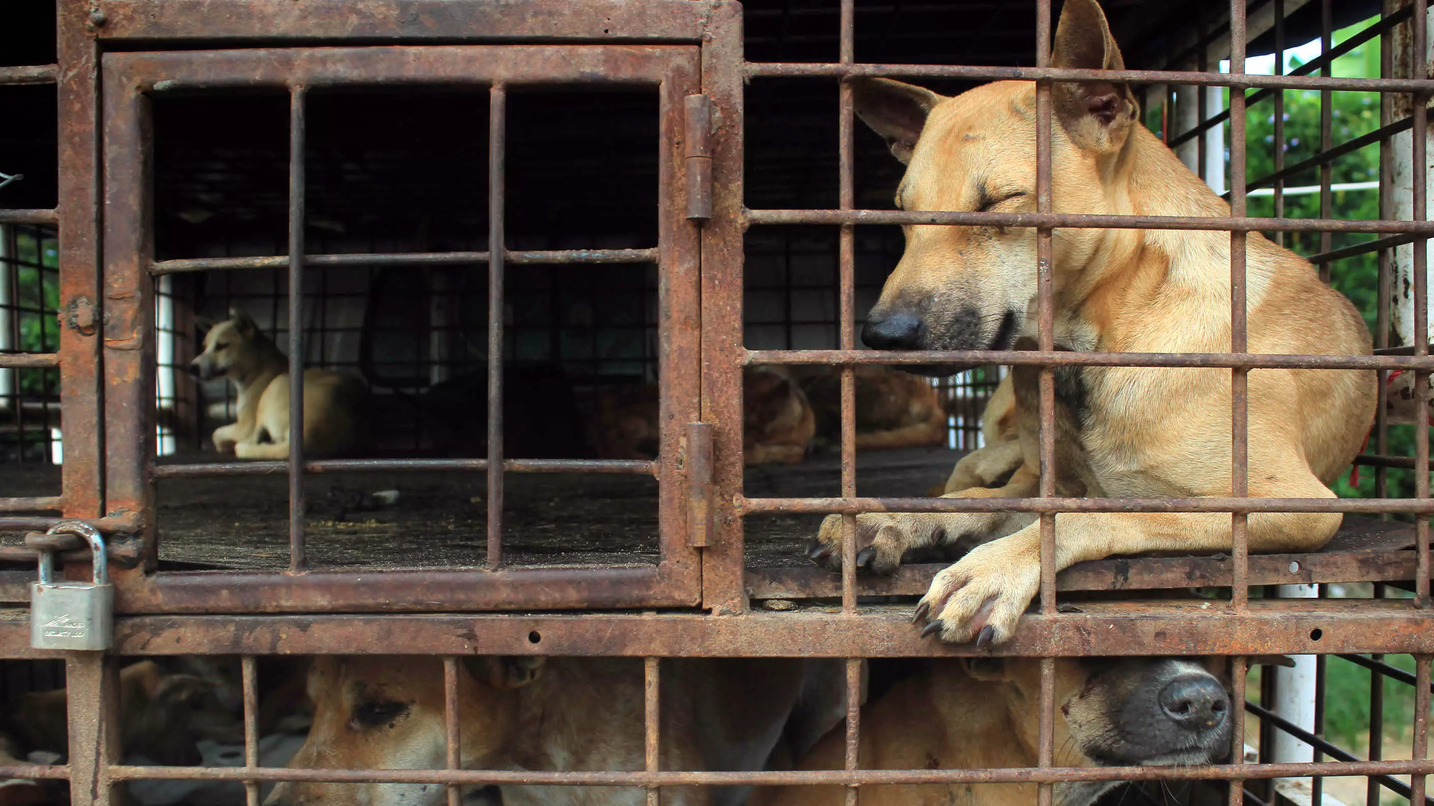 Taiwan Becomes First Asian Country To Ban Dog And Cat Meat 