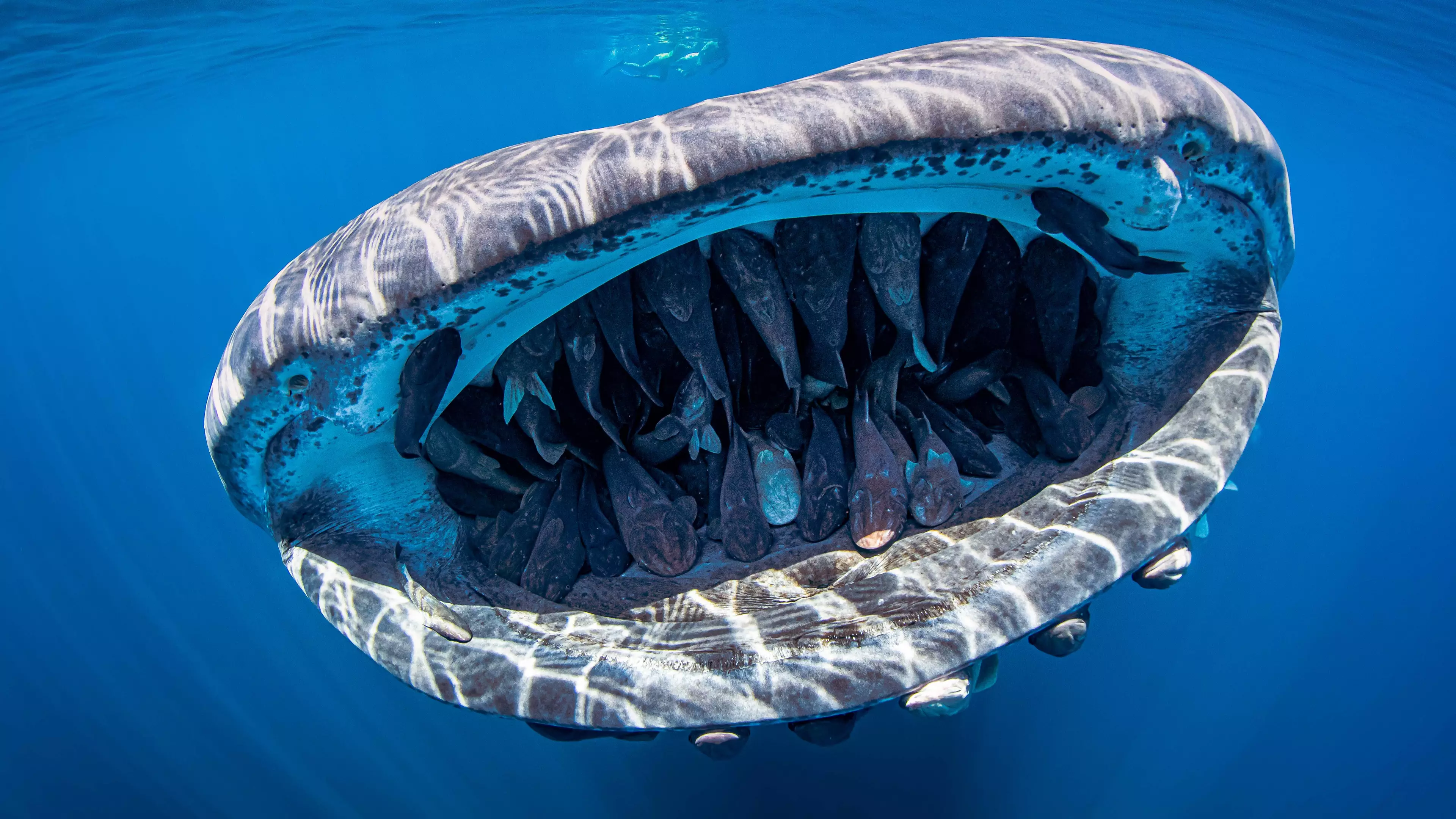 Award-Winning Photo Shows Whale Shark's Mouth Filled With Shoal Of Fish