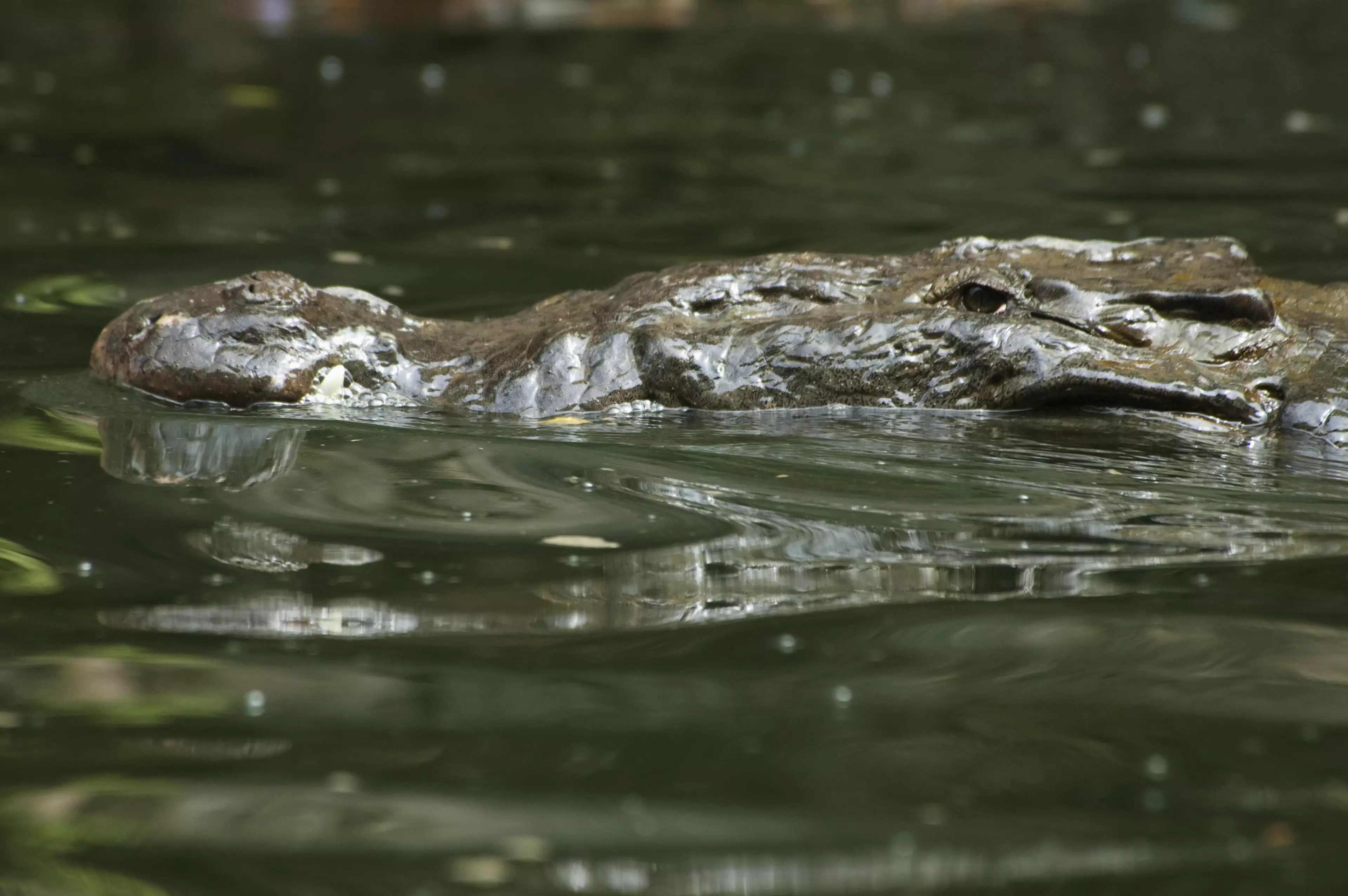 A river crocodile in Mexico.