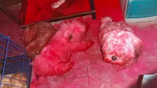 Cheeky Puppies Turn Themselves Completely Pink After Getting Into Make-Up Room
