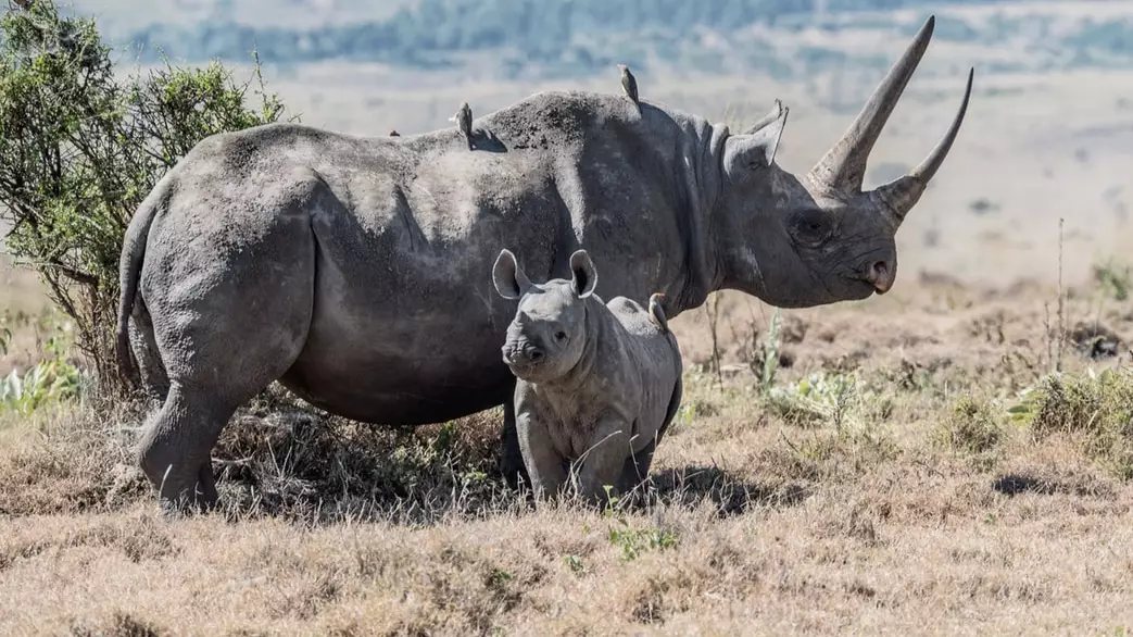 Chester Zoo Is Hiring A Rhino Keeper And Where Do We Sign Up?