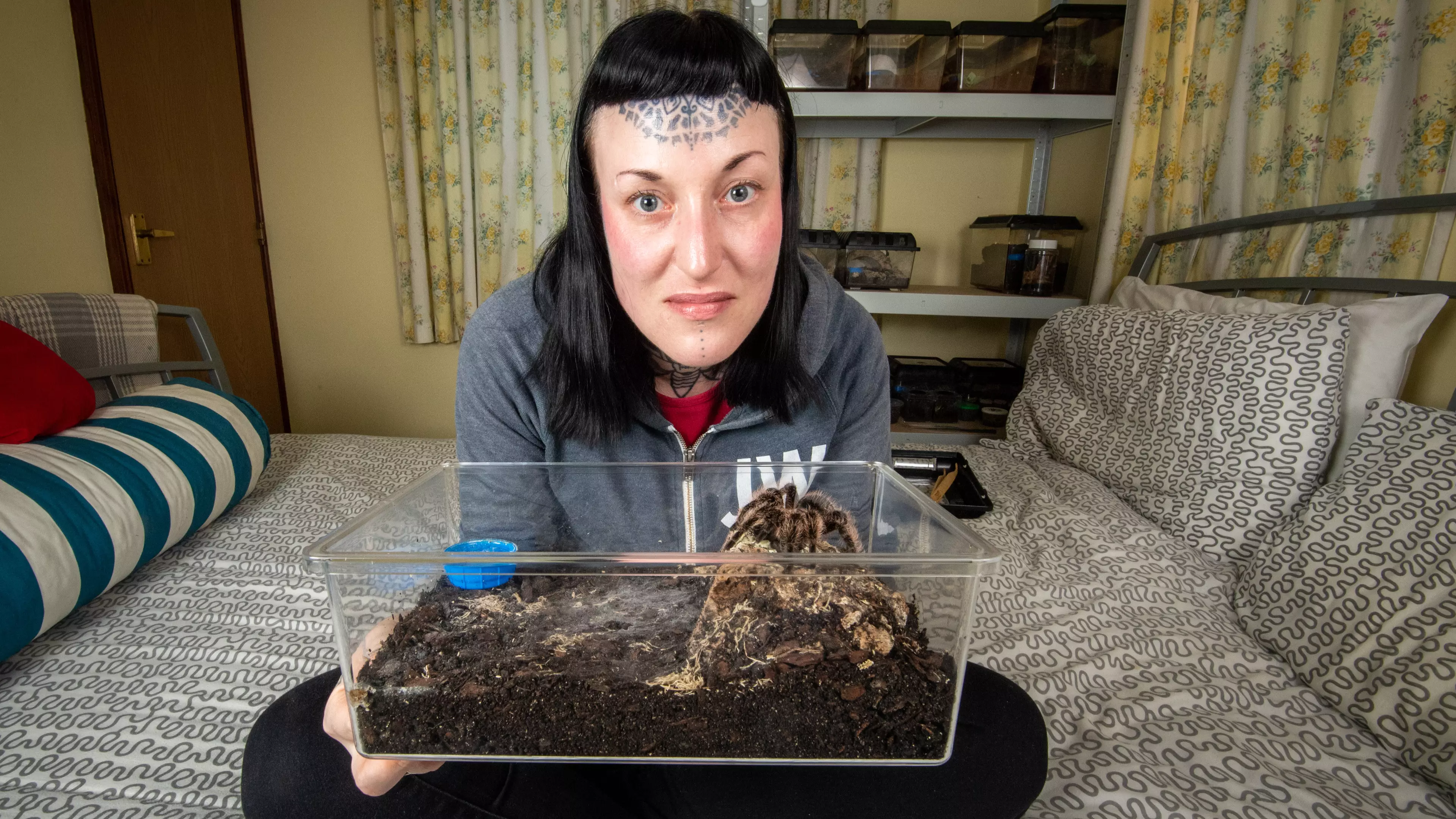 Woman With Arachnophobia Now Sleeps With 35 Tarantulas In Her Room
