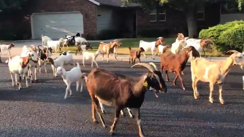 Dozens Of Goats Take Over Neighbourhood Potentially Plotting World Domination