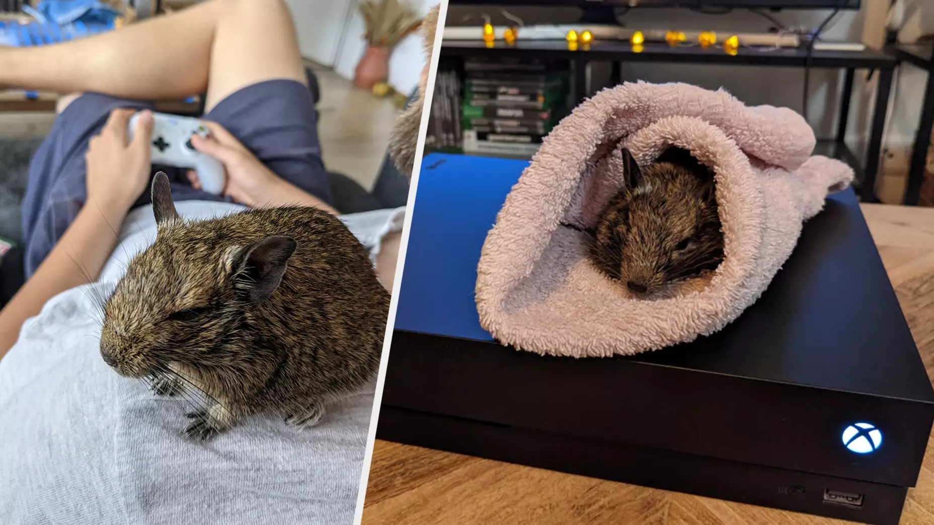Gamer Uses Xbox’s Warmth To Save The Life Of Their Pet Degu