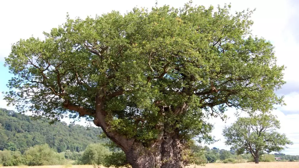 A Welsh Oak Tree That's 1,000 Years Old Has Fallen Down