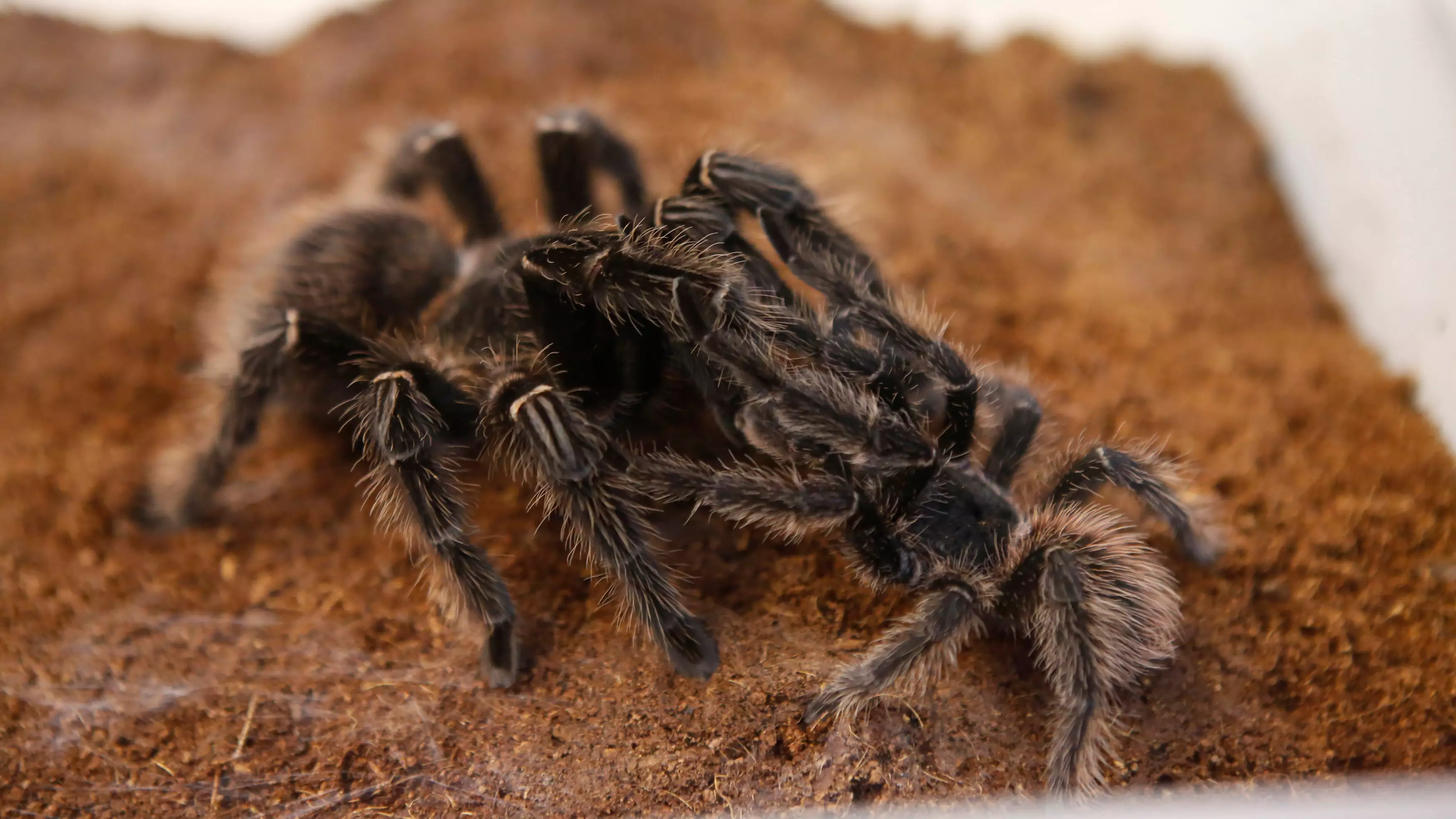 Cunning Husband Buys Tarantula To Stop 'Nagging' Mother-In-Law From Visiting