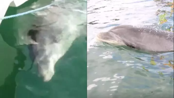 Sexually Frustrated Dolphin Causes Swimming To Be Banned On French Coastline 