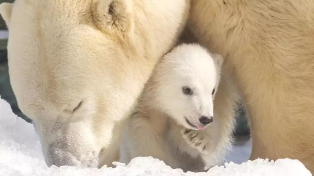 Polar Bear And Mum Of Two Cubs Sadly Dies At Sea World On Gold Coast