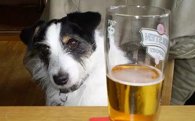 Here's Where The Phrase 'Hair Of The Dog' Comes From