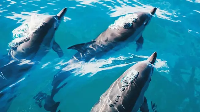 Researchers Discover Male Dolphins Can Form 'Boy Bands' To Sing And Attract Females 