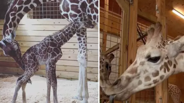 April The Giraffe Is Expecting Her Fifth Baby