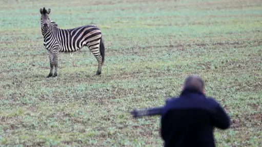 Zebra Shot Dead After Escaping From German Circus And Causing Car Crash