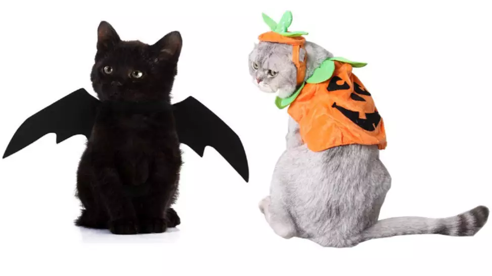 These Cats Have Already Won Halloween With Their Spooky Costumes